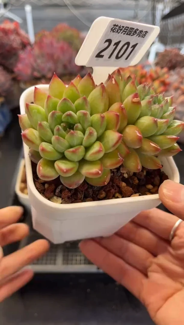 2101（满30包邮，天冷必拍保温箱）