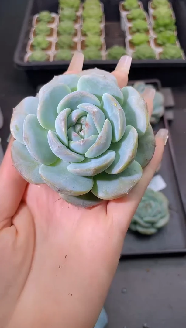 023蓝地球量拍发一颗