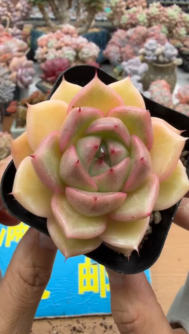 东云多肉园二店-272