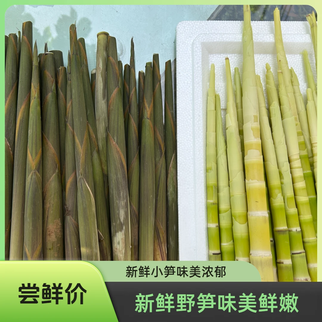 新鲜现挖鲜嫩爽口贵州高山小野笋水竹笋