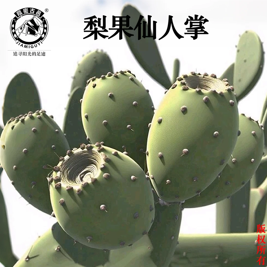 葭密古邑【梨果仙人掌】食用仙人掌种植盆栽生长防辐射庭院栽种花卉