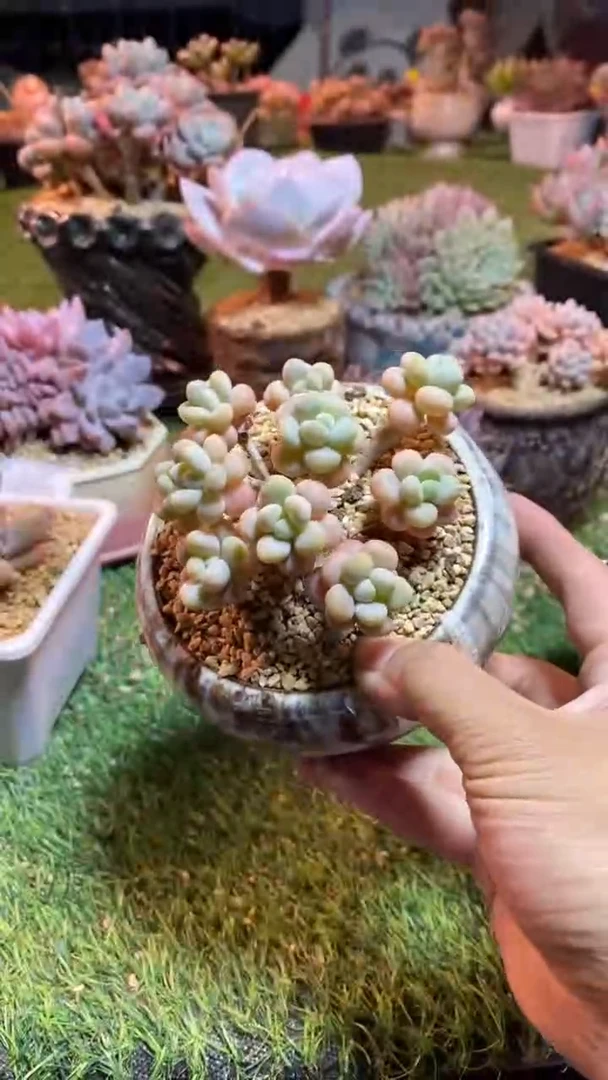 0333《满28包邮发货》