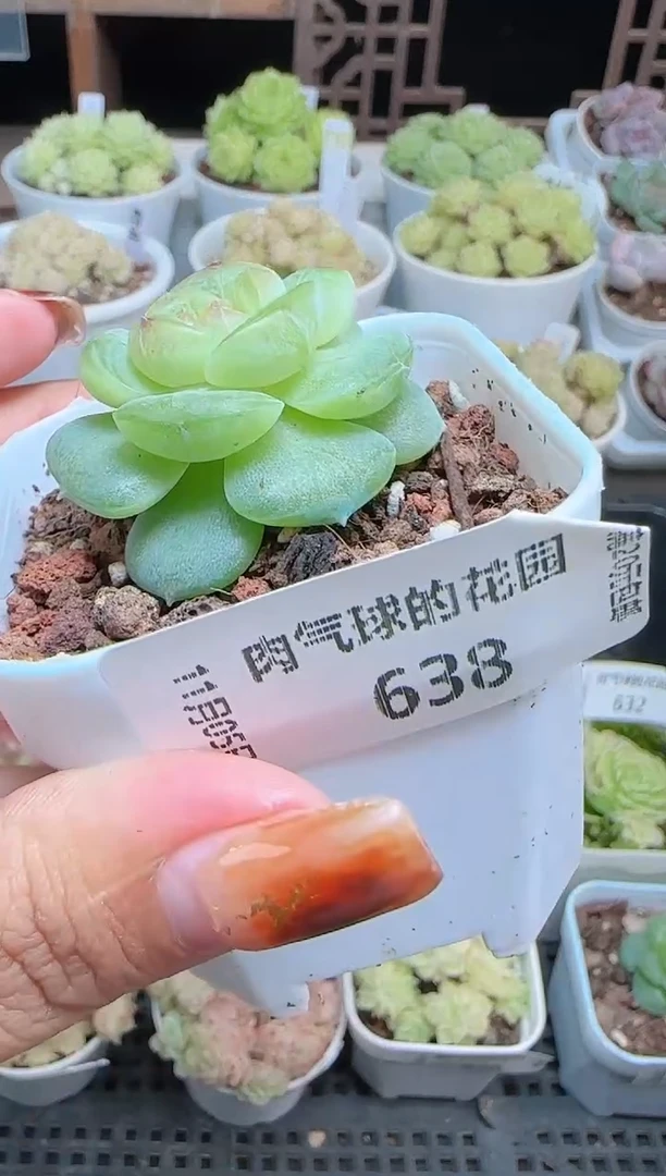 1105-638星月麦秆群不包整