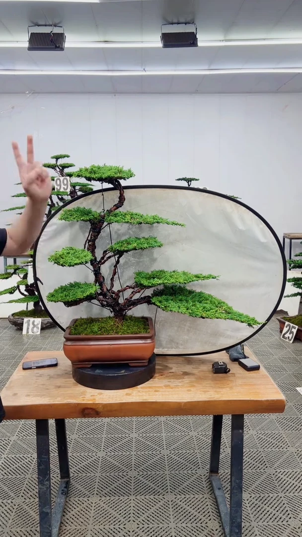 无花朵造型盆景一物一拍