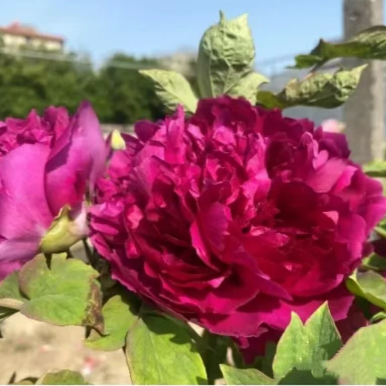 【进口原株牡丹芍药一物一拍】-正宗洛阳重瓣牡丹花苗