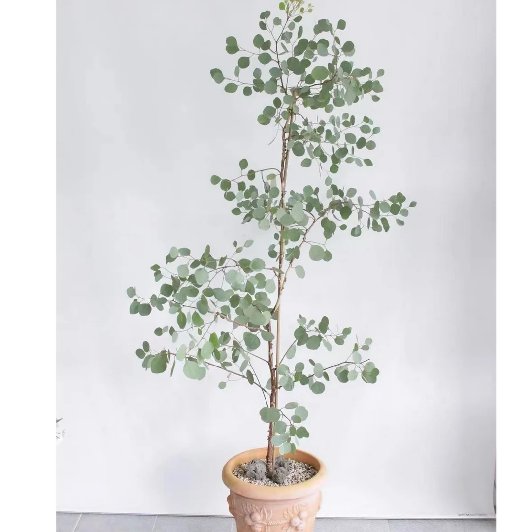 苹果桉尤加利【宙斯花园】ins风高级感庭院花园室内外盆栽绿植