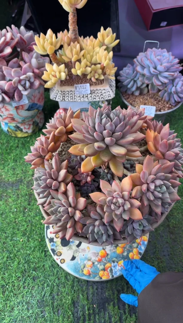 昆明印象多肉3563