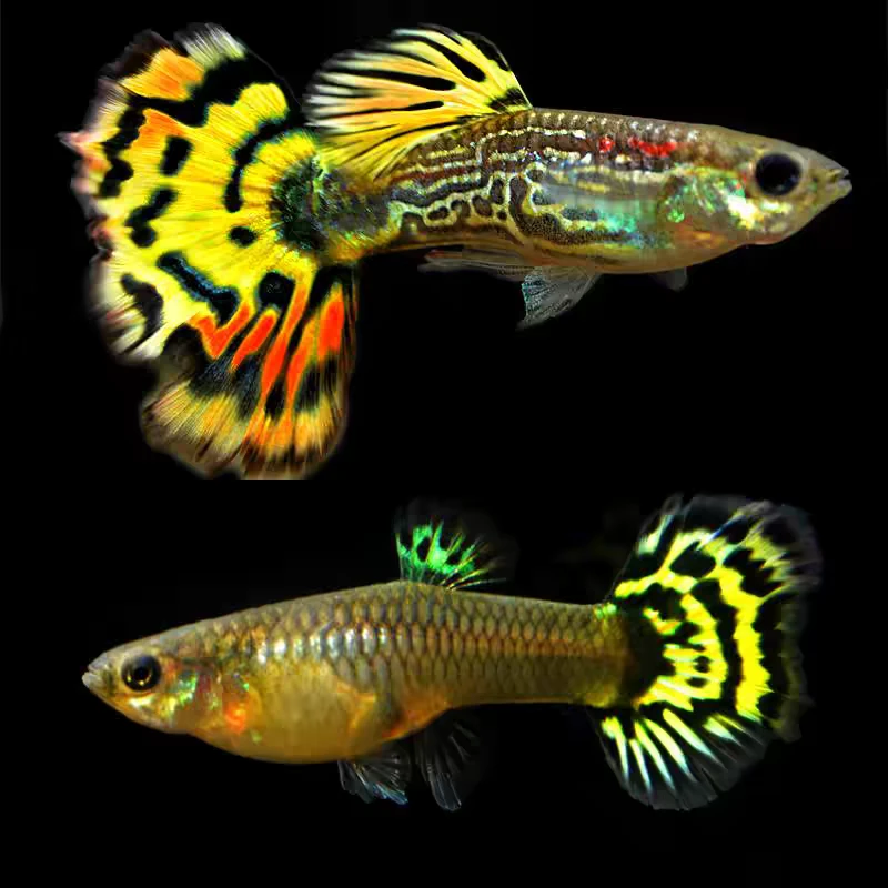 【花老虎】纯种孔雀鱼6条易繁殖观赏鱼孔雀鱼淡水小型淡水热带鱼