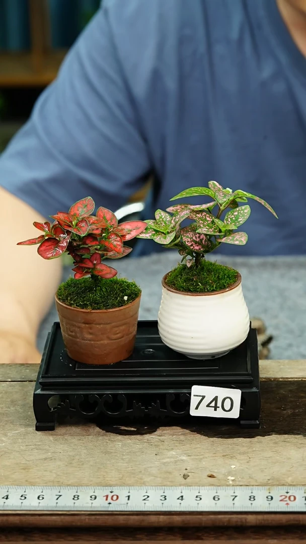 无花朵苔藓微景观740号