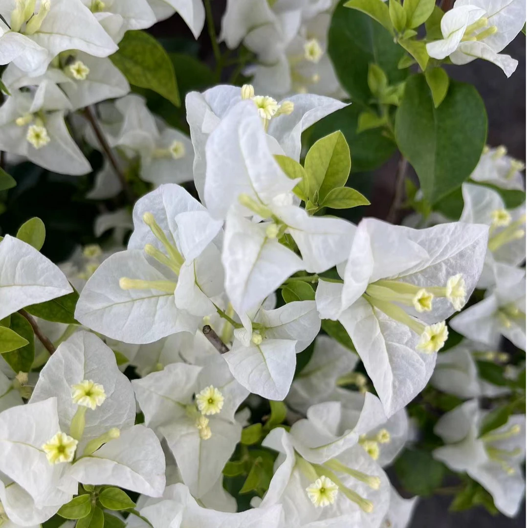 【白雪公主】三角梅盆栽爬藤植物四季花基地美丽土壤绿植原土带花发