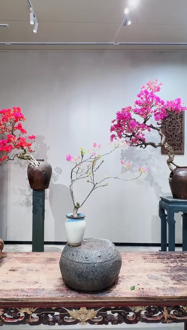 【闪购商品】盆景章红樱