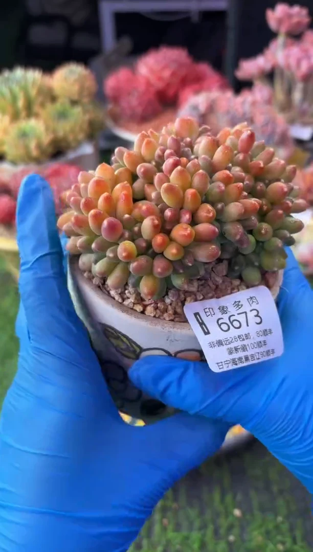 昆明印象多肉6673
