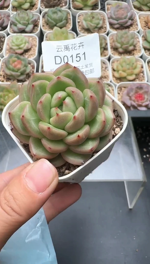 151D云禹多肉植物 带盆土纸巾打包 3颗包邮