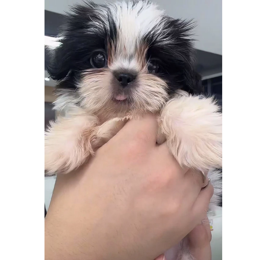 【云端犬舍】CHANEL-西施妹妹