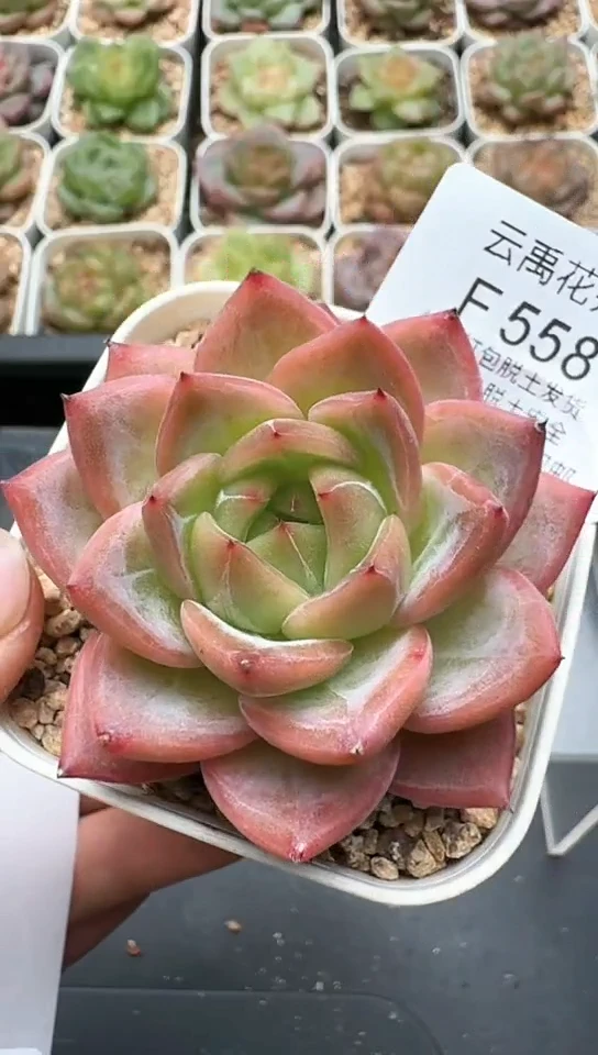 558F云禹多肉植物 默认脱土纸巾打包 3颗包邮