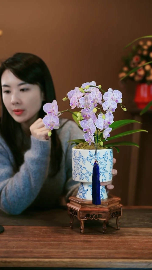 【闪购商品】盆景梦境