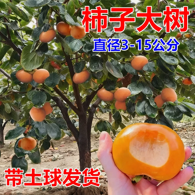 柿子苗树脆甜柿无核柿南北方种植特大庭院地栽当年结果柿子树果苗