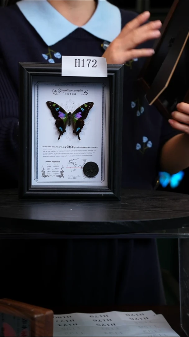 白**?微瑕蝴蝶标本摆件一口价H172