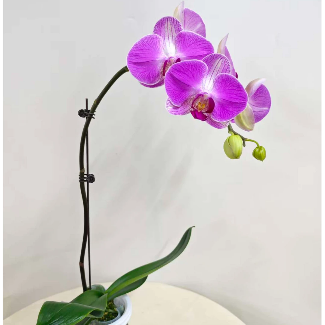 蝴蝶兰【情人】鲜花盆栽室内观赏花花佛山基地直发好养易活