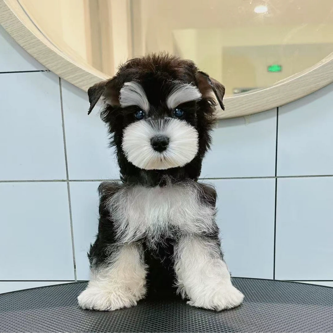 红鼻子雪纳瑞宠物狗