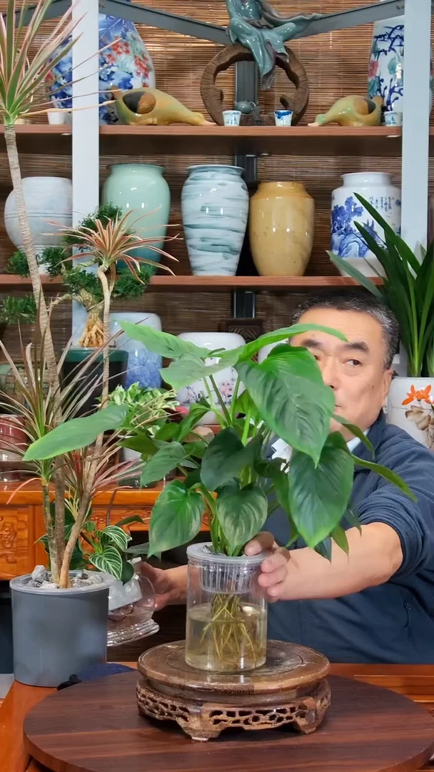 无花朵東**雨 水之韵水培植物绿芙蓉