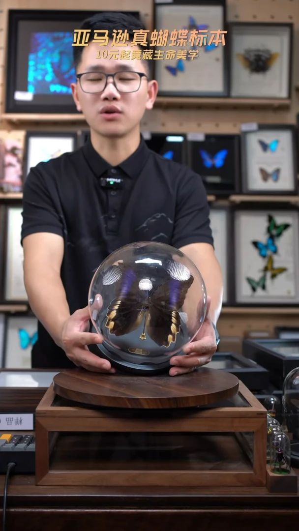 黑猫头鹰环蝶正面玻璃球款