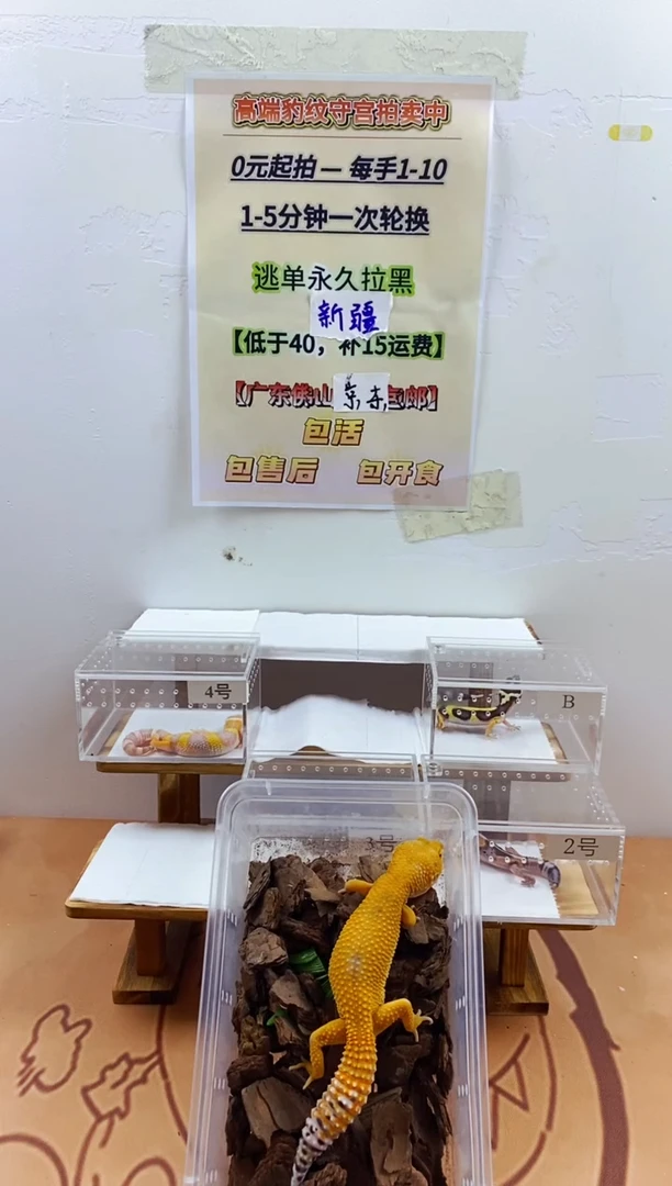 豹纹守宫豹纹守宫幼苗亚成体成体肥尾
