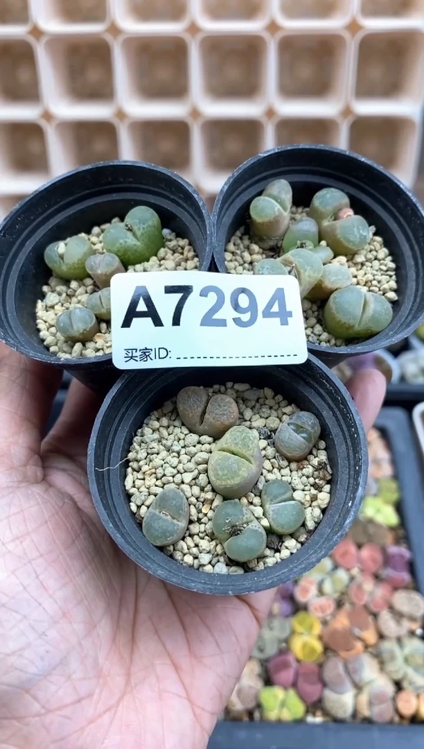 【闪购商品】7294直播间一物一拍