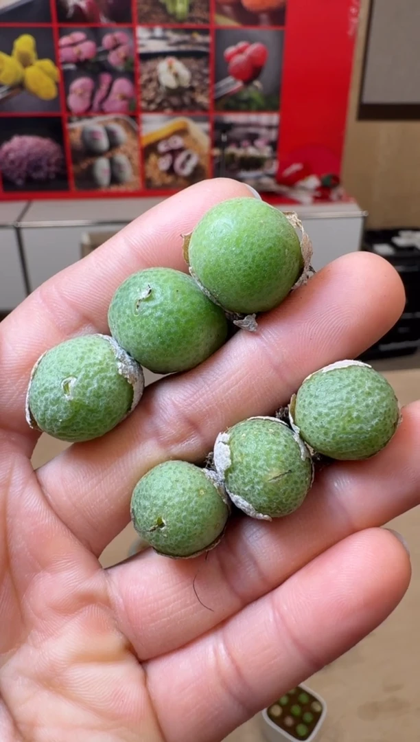 【闪购商品】1/24-86 玉米一颗