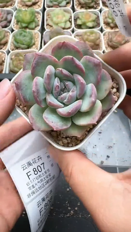 806F云禹多肉植物 默认脱土纸巾打包 3颗包邮