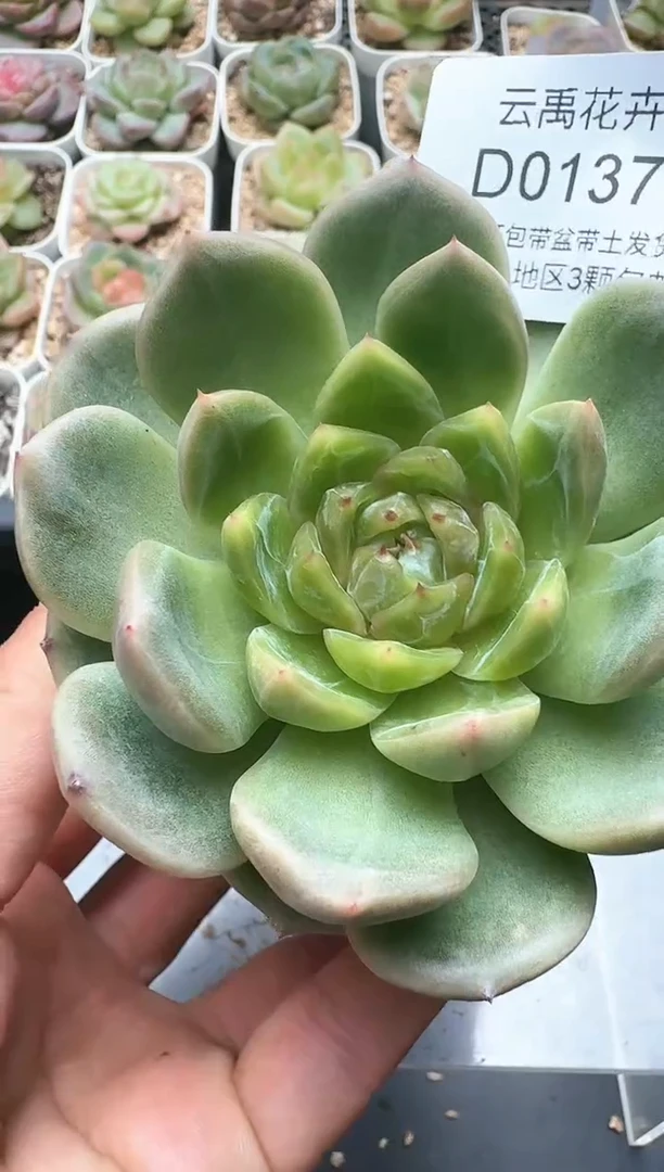 137D云禹多肉植物 带盆土纸巾打包 3颗包邮