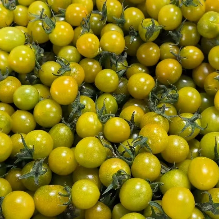 【甄营果蔬】精选联盟款 （带箱5斤）小青卿 青甜西红柿