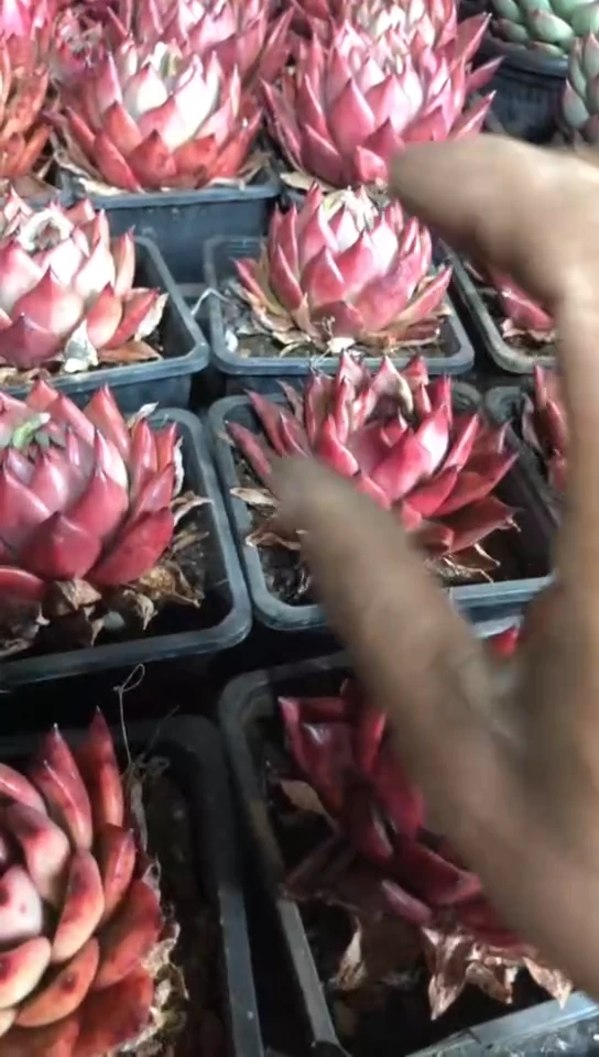 【闪购商品】阿姆斯壮6.9米