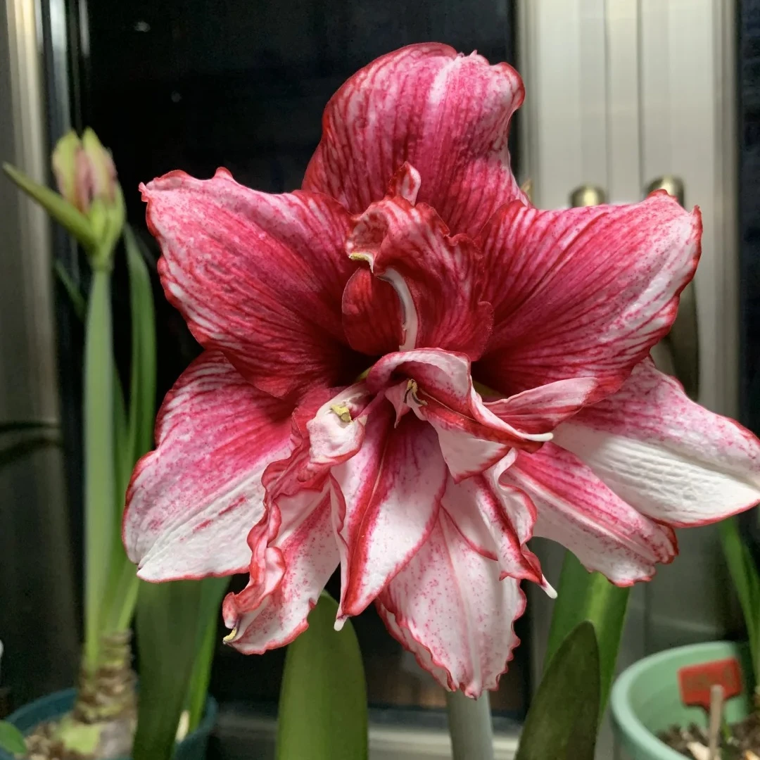 朱顶红 一诺千金 包对版