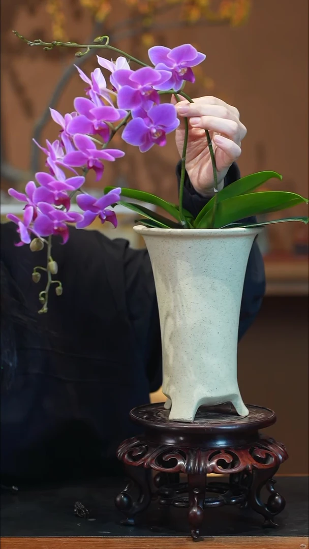 全部花朵九*?粉珠帘盆景盆景盆景