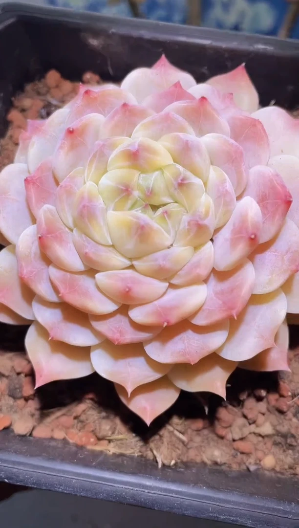 【闪购商品】924大白兔母本