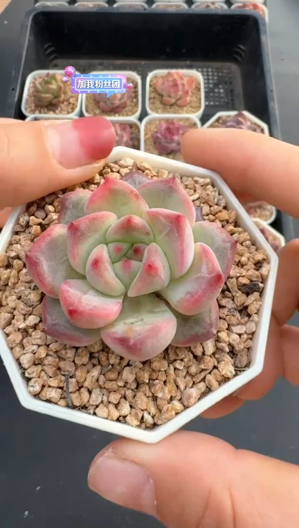 【闪购商品】504C物拍多肉带盆土6.5杯拍3颗包柚