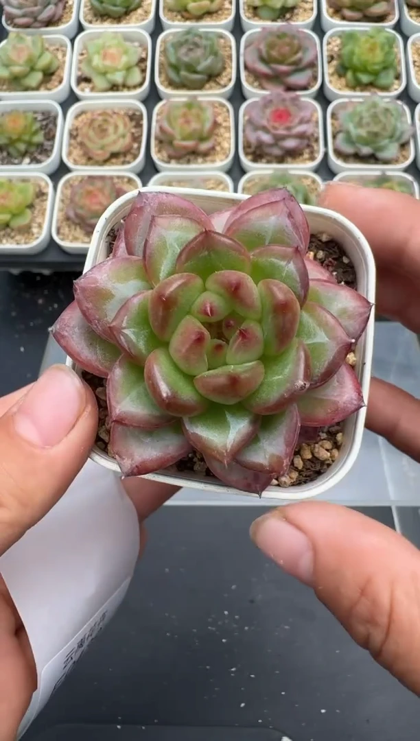 439E云禹多肉植物 带盆土纸巾打包 3颗包邮