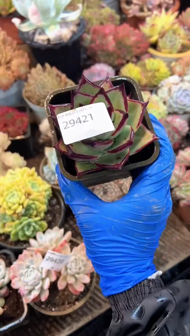 白*多肉植物一物一拍29421