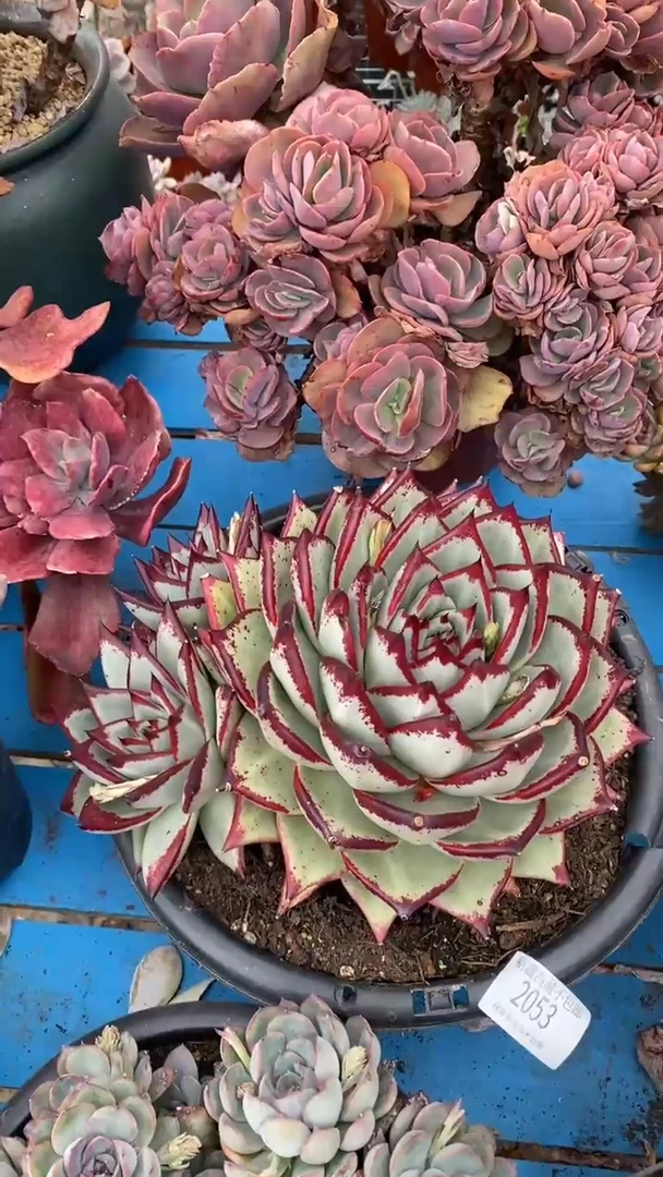 【闪购商品】2053乌木