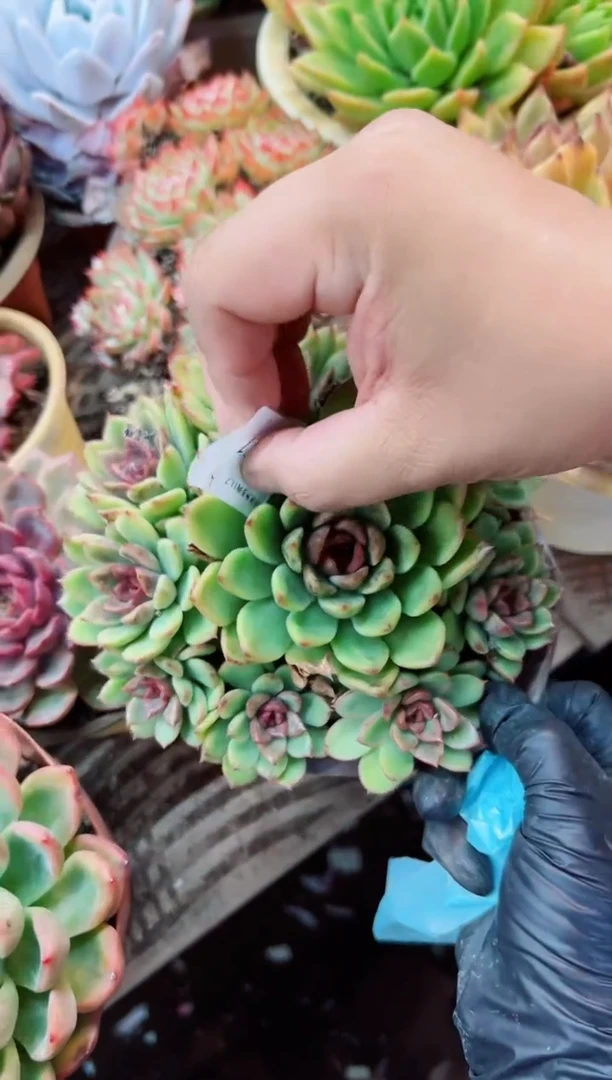 平***g多肉植物一物一拍07211