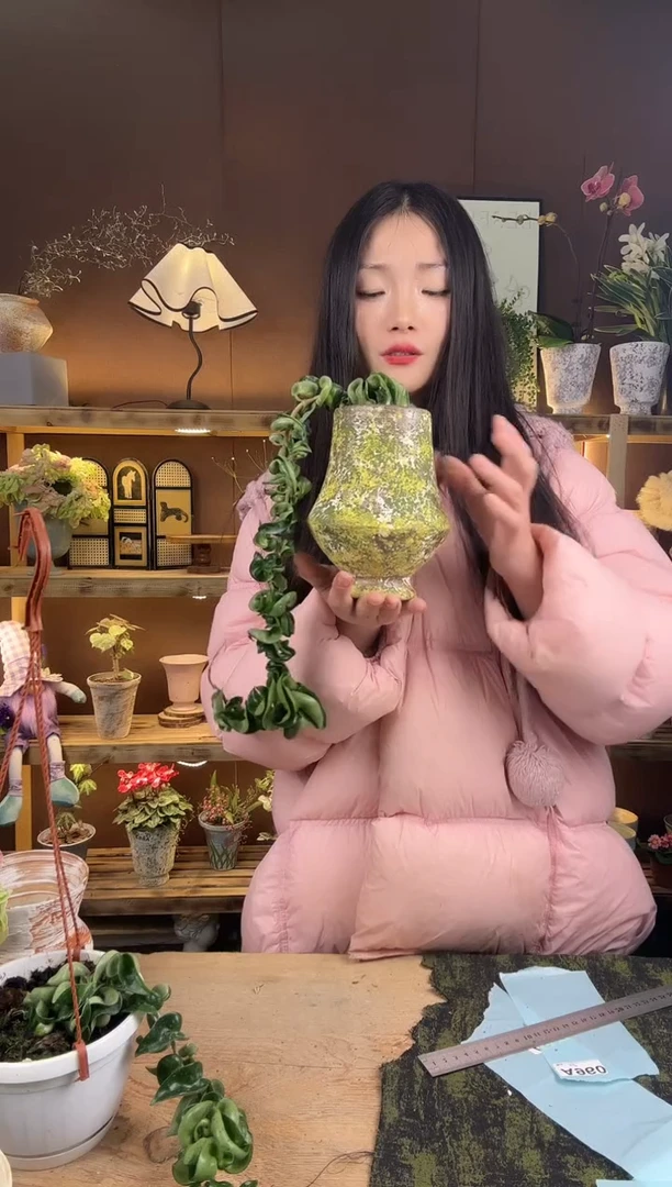 以实际为准961卷叶球兰加盆一套