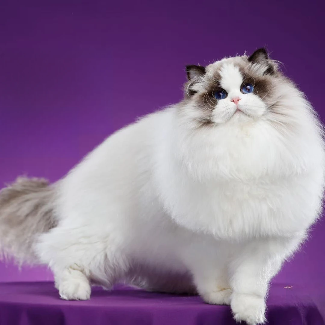 【白米饭布偶猫舍】活体宠物