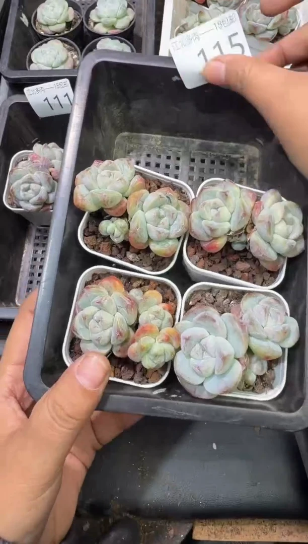 115号江北多肉-到手一筐