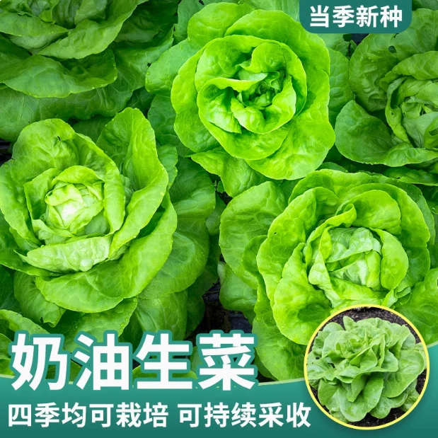 【全店满5元包邮】新种四季奶油生菜种子 农家田园阳台泡沫箱种植菜