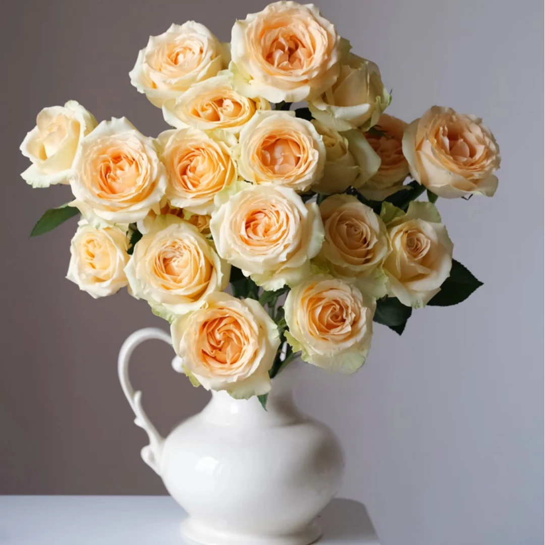 【香槟玫瑰】蜜桃雪山收到需醒花 云南爆品鲜花基地