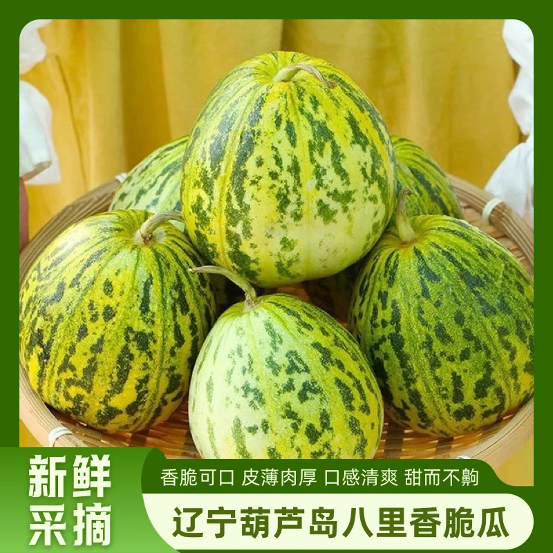 AC自营葫芦岛八里香脆瓜2.5斤/2个顺丰直发现摘应季水果甜瓜