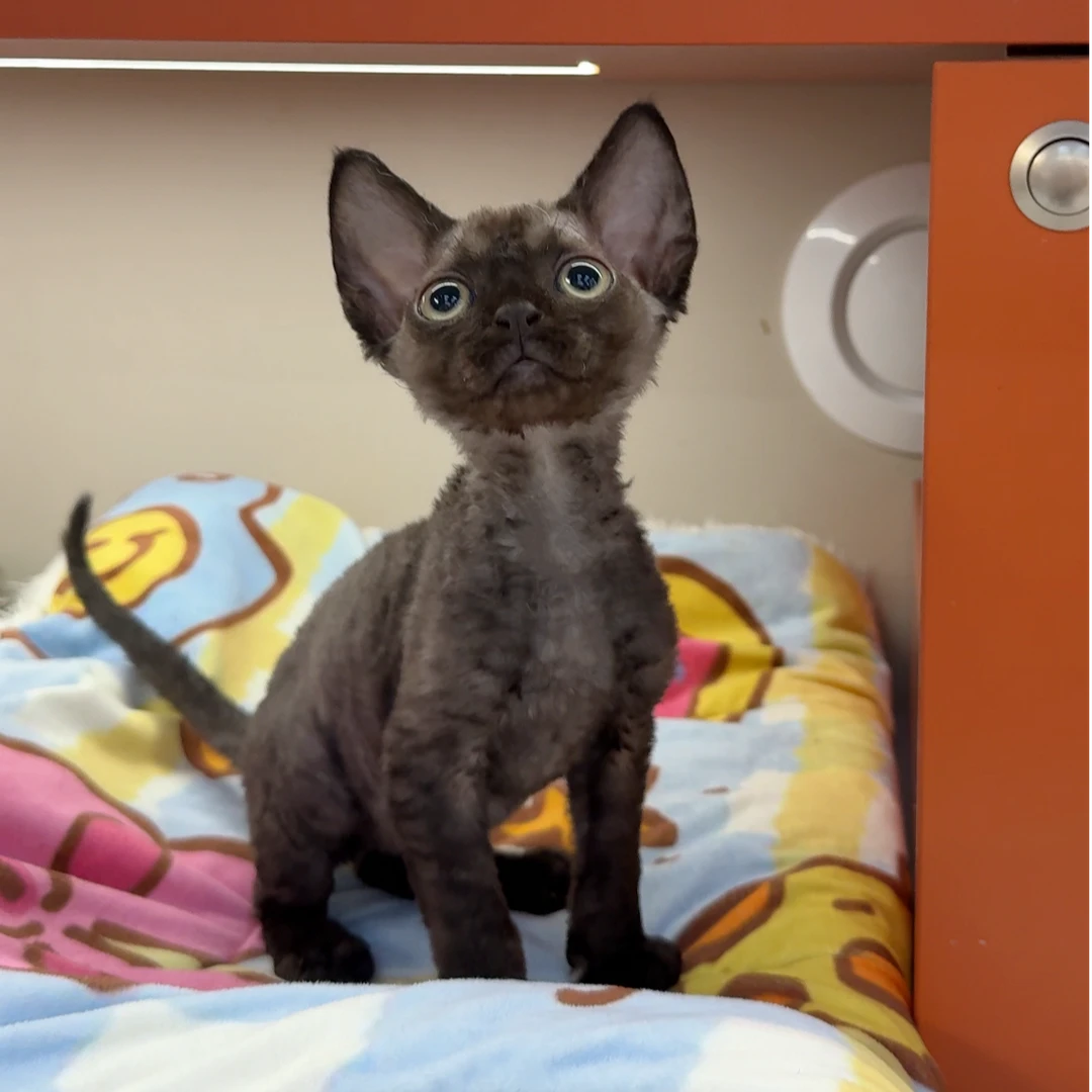 0908纯黑色德文猫妹妹-蛋黄派