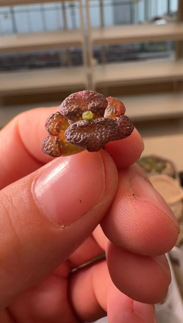 28-366多肉植物肉锥超蝶瑕疵