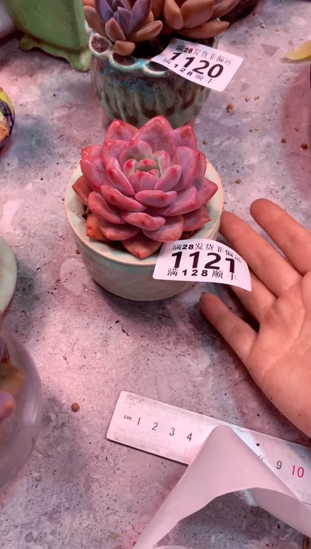 沙1121——生鲜绿植不支持7天无理由退货